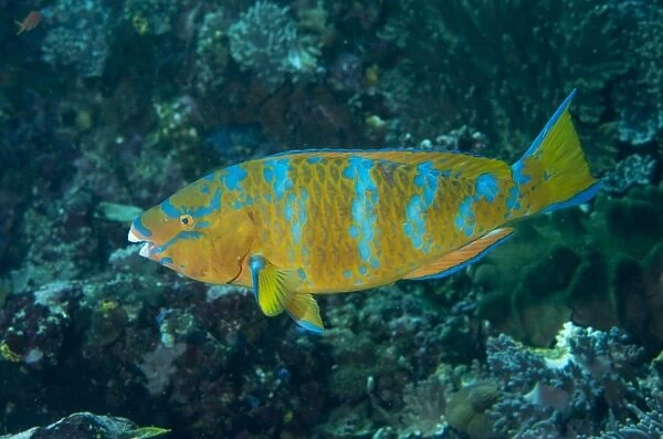 Blue-barred Parrotfish (Scarus ghobban) adult female, swimming, Padar Island, Komodo N. P