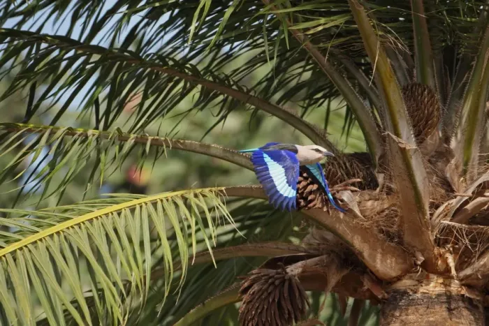 Framed Print : Blue-bellied Roller (Coracias cyanogaster) adult, in flight, taking off from palm tree, Gambia, january Framed Print : Blue-bellied Roller (Coracias cyanogaster) adult, in flight, taking off from palm tree, Gambia, january