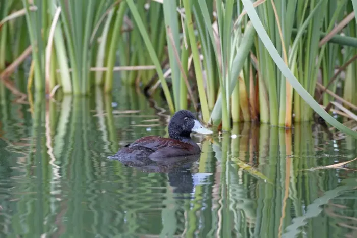 Framed Print : Blue-billed Duck (Oxyura australis) adult male, swimming, Western Australia, Australia, october