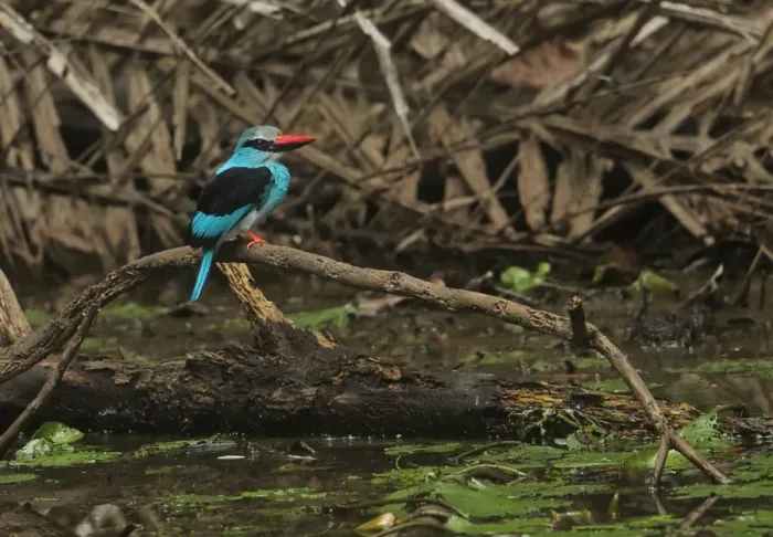 Framed Print : Blue-breasted Kingfisher (Halcyon malimbica forbesi) adult, perched on branch over water, Ankasa Reserve, Ghana
