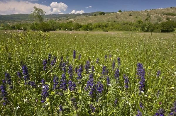 Blue Bugle (Ajuga genevensis) flowering, growing in meadow habitat, Rila Mountains, Bulgaria, may