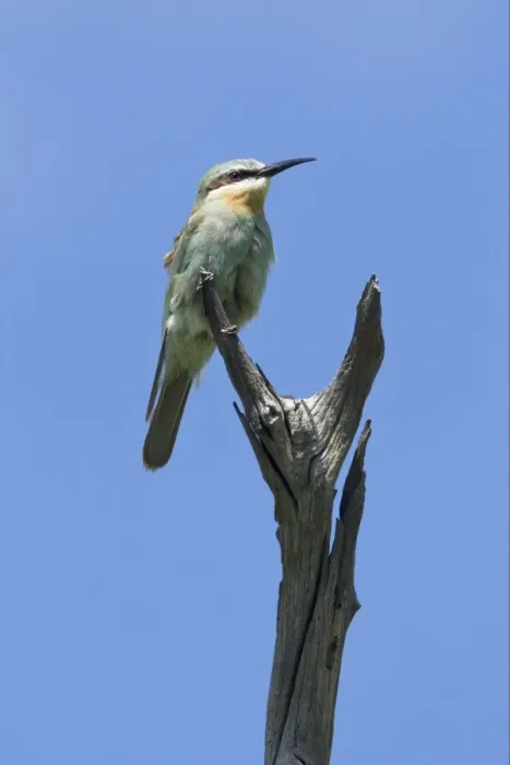 Framed Print : Blue-cheeked Bee-eater (Merops persicus) adult, perched on dead branch, Okavango Delta, Botswana Framed Print : Blue-cheeked Bee-eater (Merops persicus) adult, perched on dead branch, Okavango Delta, Botswana
