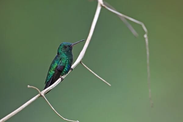 Blue-chinned Sapphire (Chlorestes notatus) adult male, perched on stem, Trinidad, Trinidad and Tobago, April