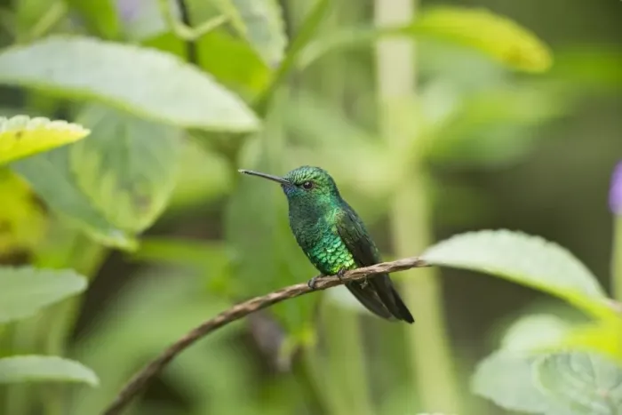 Framed Print : Blue-chinned Sapphire (Chlorestes notatus) adult male, perched on stem, Trinidad, Trinidad and Tobago, November Framed Print : Blue-chinned Sapphire (Chlorestes notatus) adult male, perched on stem, Trinidad, Trinidad and Tobago, November