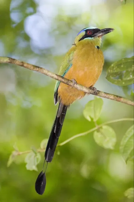 Framed Print : Blue-crowned Motmot (Momotus momota conexus) adult, perched on twig, Soberiana N. P. Panama Framed Print : Blue-crowned Motmot (Momotus momota conexus) adult, perched on twig, Soberiana N. P. Panama
