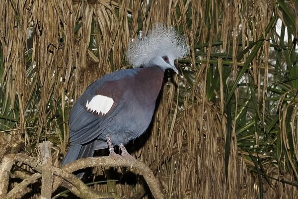 Blue Crowned-pigeon (Goura cristata) adult, perched on branch, Indonesia, march (captive)