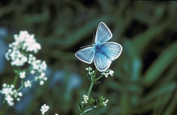 Blue Damon Butterfly (Agrodiaetus damon) Male  /  Alpes de Haute Provence