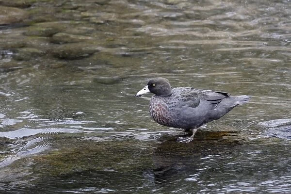 Blue Duck (Hymenolaimus malacorhynchos) adult, standing in shallow water, Tongariro River, North Island, New Zealand