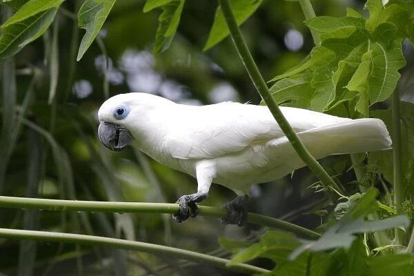 Blue-eyed Cockatoo (Cacatua ophthalmica) adult, perched on leaf stem, Kimbe, West New Britain Province, New Britain