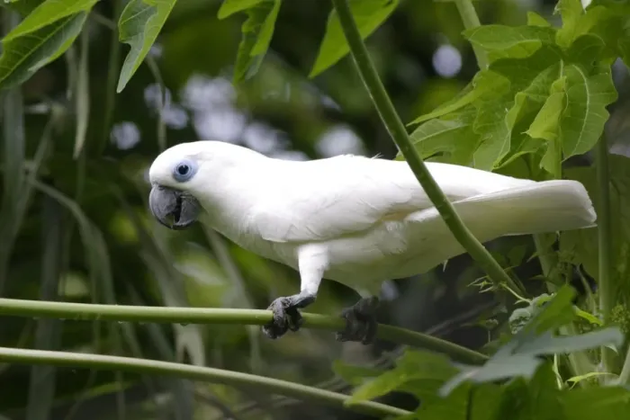 Framed Print : Blue-eyed Cockatoo (Cacatua ophthalmica) adult, perched on leaf stem, Kimbe, West New Britain Province, New Britain Framed Print : Blue-eyed Cockatoo (Cacatua ophthalmica) adult, perched on leaf stem, Kimbe, West New Britain Province, New Britain