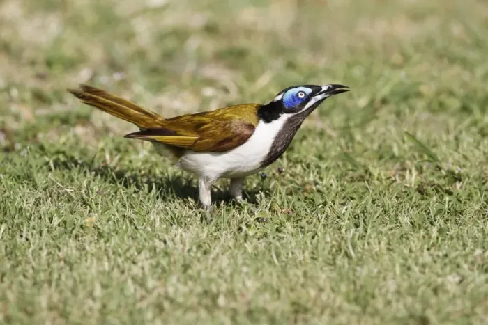 Framed Print : Blue-faced Honeyeater (Entomyzon cyanotis) adult, foraging on short grass in campsite, Queensland, Australia, October Framed Print : Blue-faced Honeyeater (Entomyzon cyanotis) adult, foraging on short grass in campsite, Queensland, Australia, October