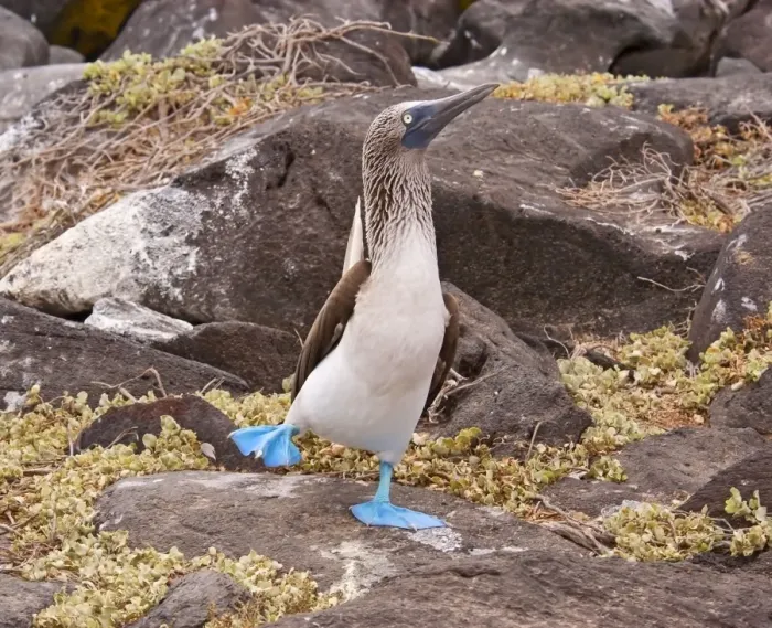 Framed Print : Blue-footed Booby (Sula nebouxii) adult, in foot-lifting courtship display, San Cristobal (Chatham Island), Galapagos