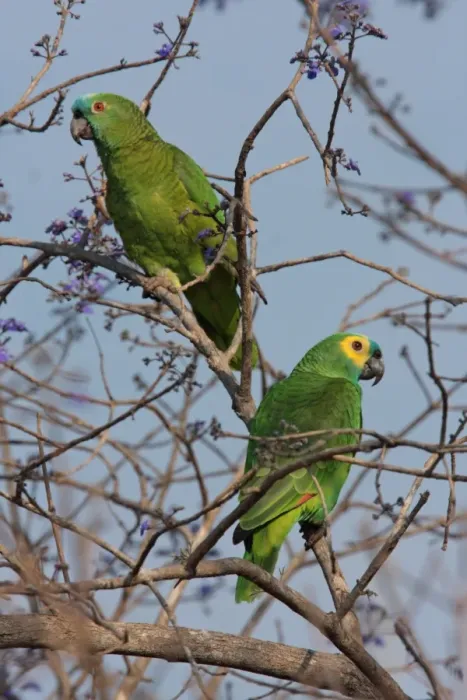 Framed Print : Blue-fronted Amazon Parrot (Amazona aestiva) adult pair (female left, male right), perched in tree, Pouso Alegre, Mato Grosso, Brazil, september Framed Print : Blue-fronted Amazon Parrot (Amazona aestiva) adult pair (female left, male right), perched in tree, Pouso Alegre, Mato Grosso, Brazil, september