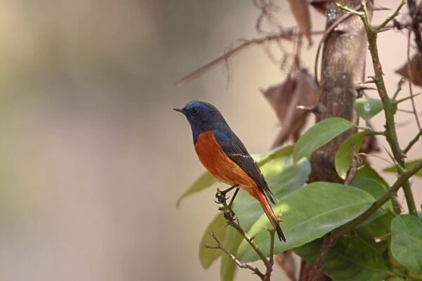Blue-fronted Redstart (Phoenicurus frontalis) adult male, perched on twig, Sattal, Uttarakhand, India, february