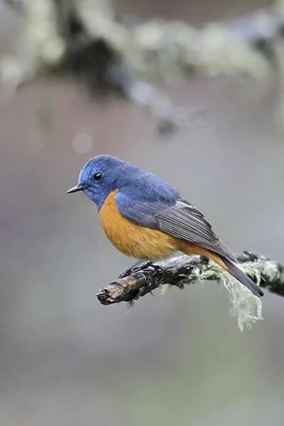 Blue-fronted Redstart (Phoenicurus frontalis) adult male, perched on twig, Yunnan, China, may