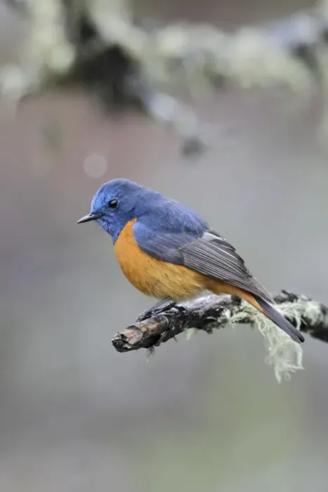 Framed Print : Blue-fronted Redstart (Phoenicurus frontalis) adult male, perched on twig, Yunnan, China, may Framed Print : Blue-fronted Redstart (Phoenicurus frontalis) adult male, perched on twig, Yunnan, China, may