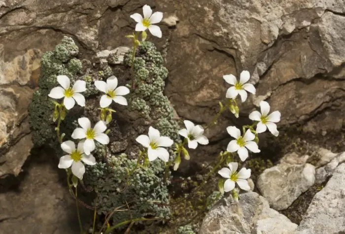 Framed Print : Blue-green Saxifrage (Saxifraga caesia) flowering, growing on limestone cliffs, Maritime Alps, France, September Framed Print : Blue-green Saxifrage (Saxifraga caesia) flowering, growing on limestone cliffs, Maritime Alps, France, September