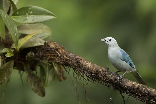 Blue-grey Tanager (Thraupis episcopus) adult, perched on branch, Costa Rica, March