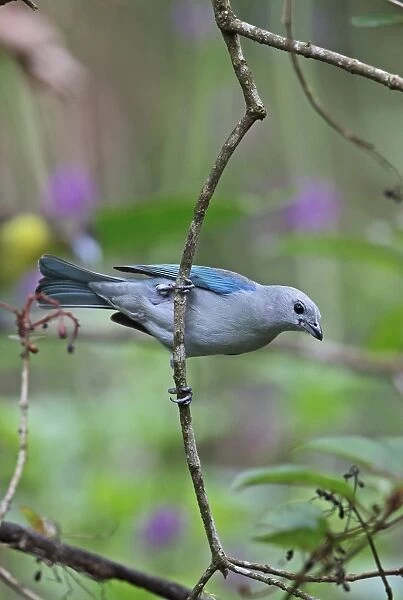 Blue-grey Tanager (Thraupis episcopus cana) adult, clinging to twig, Canopy Lodge, El Valle, Panama, October
