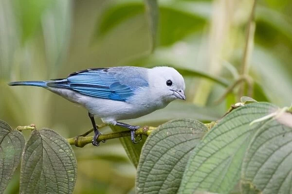 Blue-grey Tanager (Thraupis episcopus cana) adult male, perched on stem, El Valle, Panama