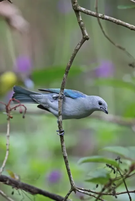Framed Print : Blue-grey Tanager (Thraupis episcopus cana) adult, clinging to twig, Canopy Lodge, El Valle, Panama, October Framed Print : Blue-grey Tanager (Thraupis episcopus cana) adult, clinging to twig, Canopy Lodge, El Valle, Panama, October