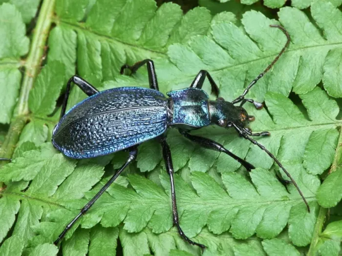 Framed Print : Blue Ground Beetle (Carabus intricatus) adult, resting on fern fronds, Cannobina Valley, Piedmont, Northern Italy, july