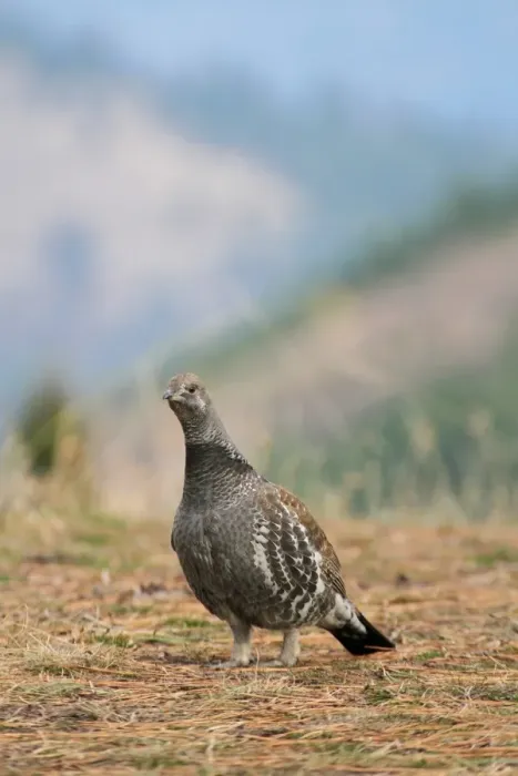 Framed Print : Blue Grouse (Dendragapus obscurus) adult male, standing, Montana, U. S. A. november Framed Print : Blue Grouse (Dendragapus obscurus) adult male, standing, Montana, U. S. A. november