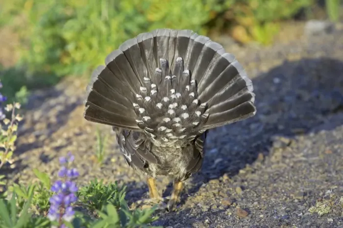Framed Print : Blue Grouse (Dendragapus obscurus) adult male, rear view of fanned tail, in courtship display, Hurricane Ridge, Olympic N. P. Washington State, U. S. A Framed Print : Blue Grouse (Dendragapus obscurus) adult male, rear view of fanned tail, in courtship display, Hurricane Ridge, Olympic N. P. Washington State, U. S. A