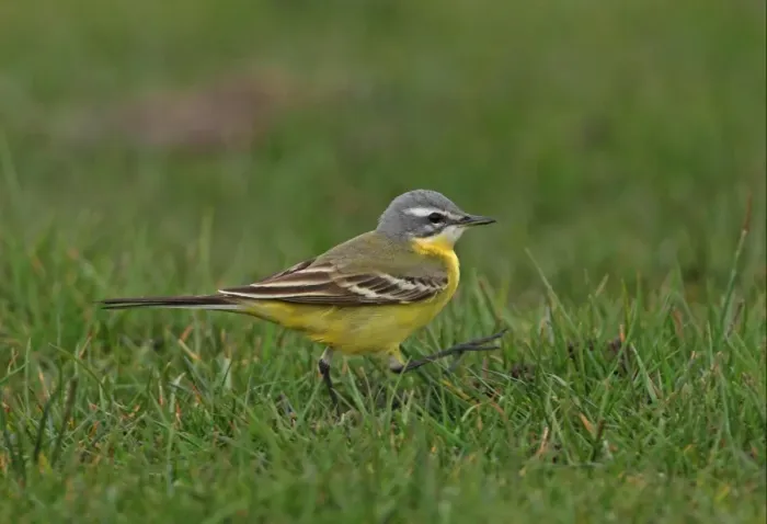 Framed Print : Blue-headed Wagtail (Motacilla flava flava) adult male, walking on short grass, Sea Palling, Norfolk, England, april Framed Print : Blue-headed Wagtail (Motacilla flava flava) adult male, walking on short grass, Sea Palling, Norfolk, England, april