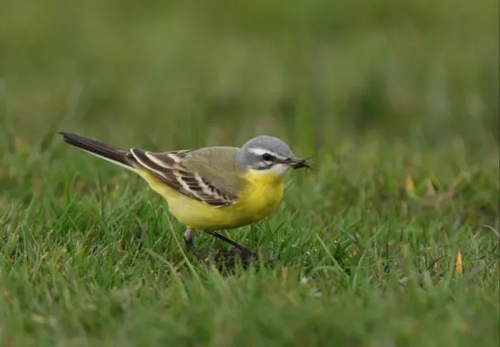 Framed Print : Blue-headed Wagtail (Motacilla flava flava) adult male, with fly in beak, standing on short grass, Sea Palling, Norfolk, England, april Framed Print : Blue-headed Wagtail (Motacilla flava flava) adult male, with fly in beak, standing on short grass, Sea Palling, Norfolk, England, april