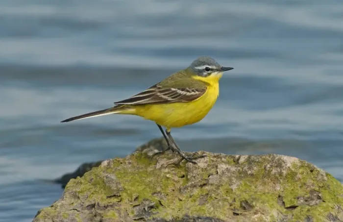 Framed Print : Blue-headed Wagtail (Motacilla flava flava) adult male, standing on rock in water, England, may Framed Print : Blue-headed Wagtail (Motacilla flava flava) adult male, standing on rock in water, England, may