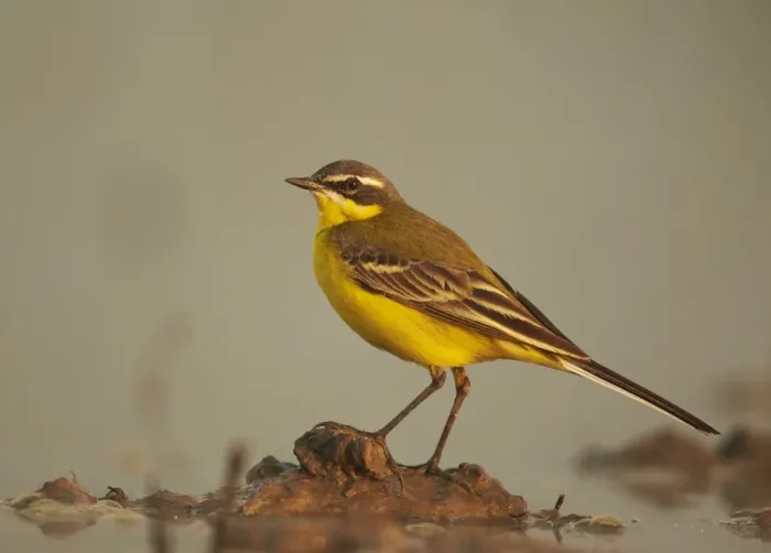 Framed Print : Blue-headed Wagtail (Motacilla flava flava) adult male, breeding plumage, standing on muddy mound in meadow wetland Framed Print : Blue-headed Wagtail (Motacilla flava flava) adult male, breeding plumage, standing on muddy mound in meadow wetland