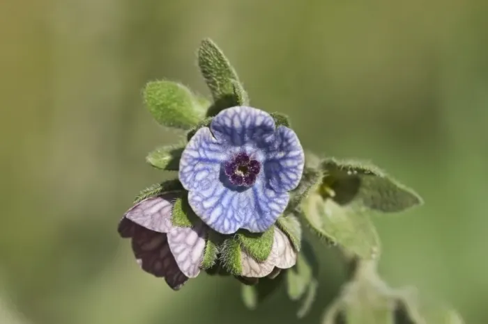 Framed Print : Blue Hounds Tongue (Cynoglossum creticum) close-up of flowers, Crete, Greece, April