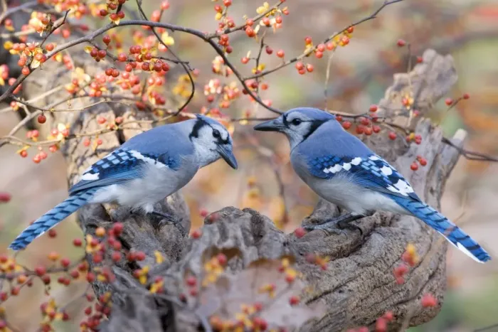 Framed Print : Blue Jay (Cyanocitta cristata) two adults, perched on branch beside bittersweet, U. S. A. autumn Framed Print : Blue Jay (Cyanocitta cristata) two adults, perched on branch beside bittersweet, U. S. A. autumn