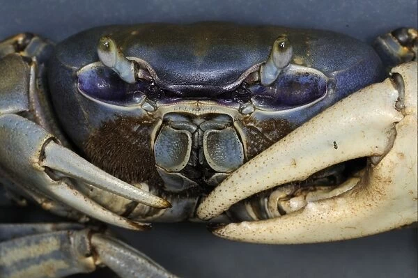 Blue Land Crab (Cardisoma guanhumi) adult male, close-up of face and claws, Trinidad, Trinidad and Tobago