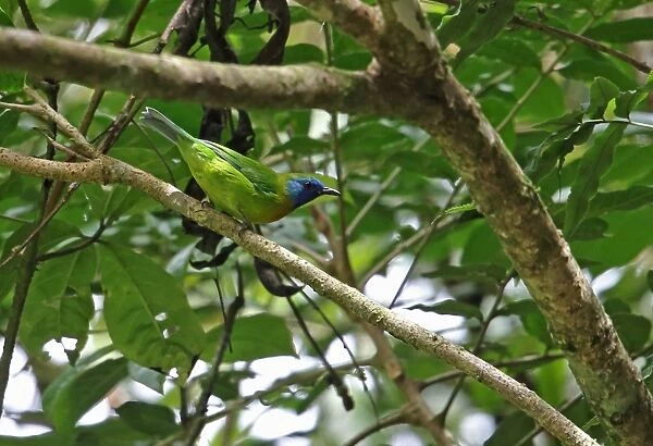 Blue-masked Leafbird (Chloropsis venusta) adult male, perched on branch, Kerinci Seblat N. P