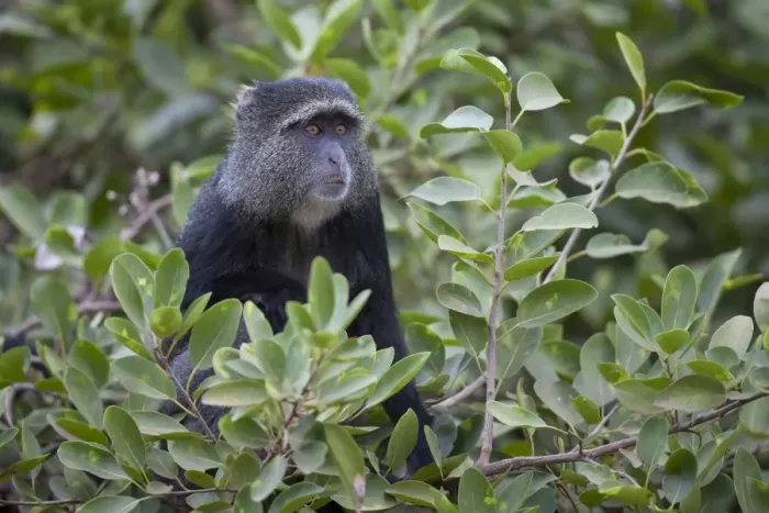 Framed Print : Blue Monkey (Cercopithecus mitis) adult, sitting amongst leaves in tree, Lake Manyara N. P. Tanzania, november