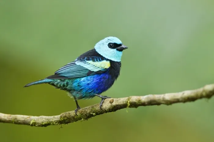 Framed Print : Blue-necked Tanager (Tangara cyanicollis) adult, perched on twig in montane rainforest, Andes, Ecuador, November Framed Print : Blue-necked Tanager (Tangara cyanicollis) adult, perched on twig in montane rainforest, Andes, Ecuador, November