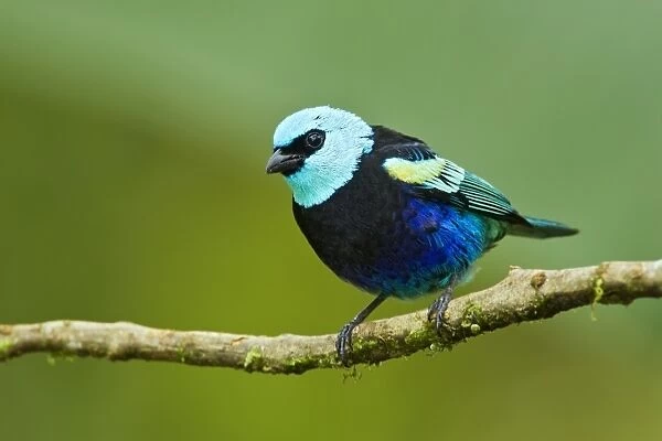 Blue-necked Tanager (Tangara cyanicollis) adult, perched on twig in montane rainforest, Andes, Ecuador, November