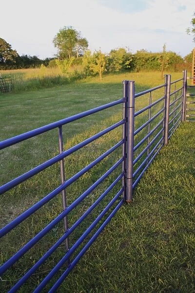 Blue painted sheep gates used as fencing in rural garden, in late evening sunshine, Suffolk, England, may