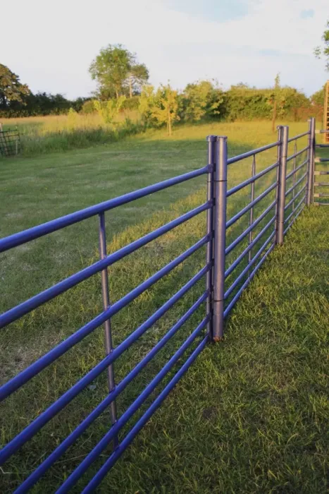 Framed Print : Blue painted sheep gates used as fencing in rural garden, in late evening sunshine, Suffolk, England, may