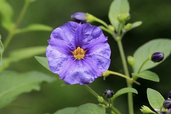Blue Potato Bush (Solanum rantonnetii) close-up of flower, growing in garden, Germany, August