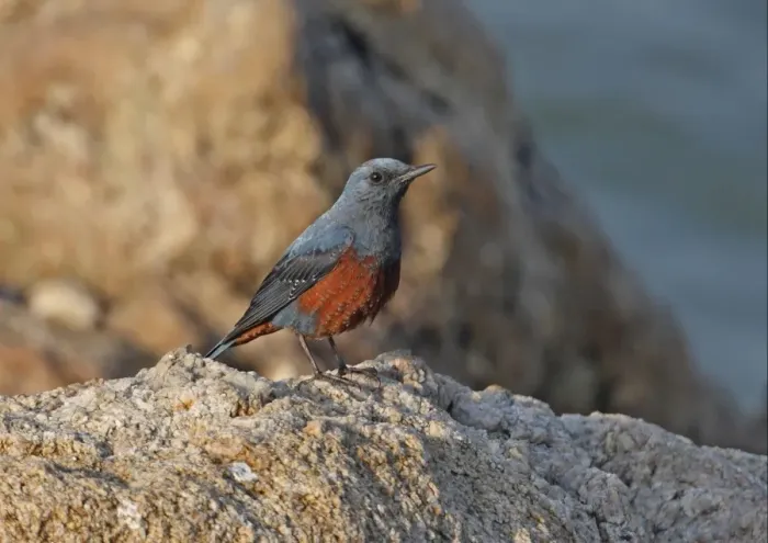 Framed Print : Blue Rock-thrush (Monticola solitarius philippensis) adult male, standing on rock, Beidaihe, Hebei, China, may Framed Print : Blue Rock-thrush (Monticola solitarius philippensis) adult male, standing on rock, Beidaihe, Hebei, China, may