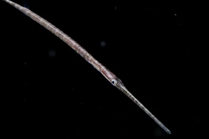 Framed Print : Blue-spotted Cornetfish (Fistularia commersonii) adult, swimming at night, Seraya, Bali, Lesser Sunda Islands Framed Print : Blue-spotted Cornetfish (Fistularia commersonii) adult, swimming at night, Seraya, Bali, Lesser Sunda Islands