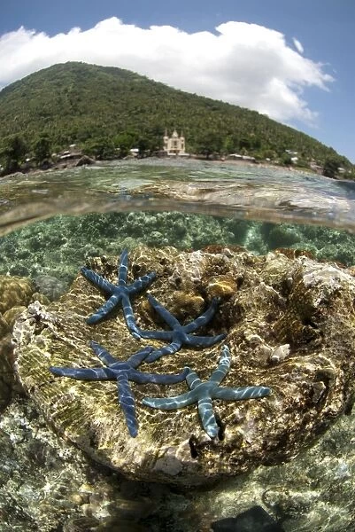 Blue Starfish (Linckia laevigata) four adults, on coral with volcano in background, viewed from above and below water