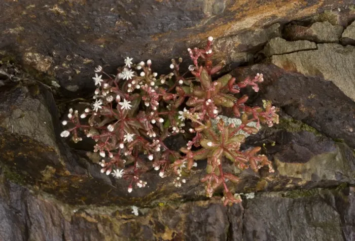 Framed Print : Blue Stonecrop (Sedum caeruleum) flowering, growing amongst rocks, Sardinia, Italy, April Framed Print : Blue Stonecrop (Sedum caeruleum) flowering, growing amongst rocks, Sardinia, Italy, April