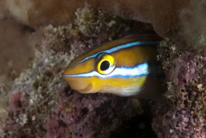 Framed Print : Blue-striped Fangblenny (Plagiotremus rhinorhynchos) adult, sheltering in reef, Mabul Island, Sabah, Borneo, Malaysia Framed Print : Blue-striped Fangblenny (Plagiotremus rhinorhynchos) adult, sheltering in reef, Mabul Island, Sabah, Borneo, Malaysia