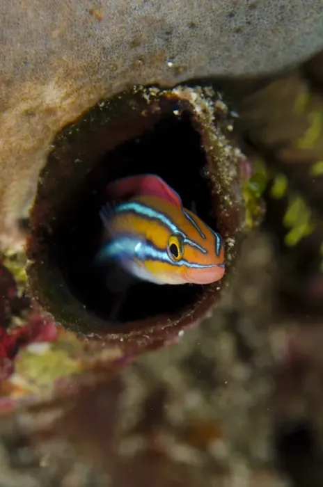 Framed Print : Blue-striped Fangblenny (Plagiotremus rhinorhynchos) orange form, adult, sheltering in hole, Horseshoe Bay, Nusa Kode Framed Print : Blue-striped Fangblenny (Plagiotremus rhinorhynchos) orange form, adult, sheltering in hole, Horseshoe Bay, Nusa Kode