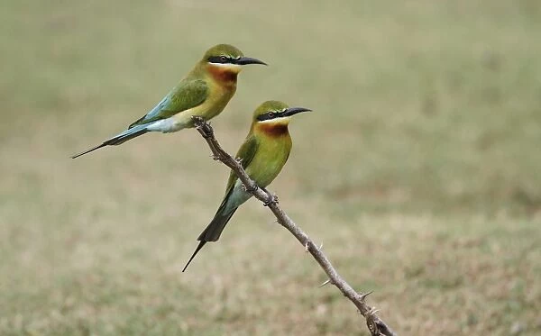 Blue-tailed Bee-eater (Merops philippinus) adult pair, perched on dead branch, Yala N. P. Sri Lanka, February