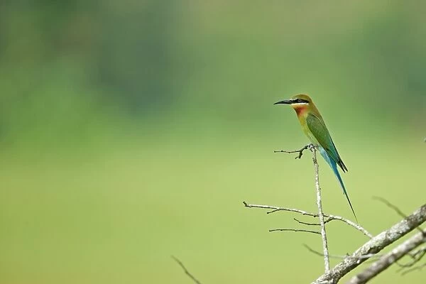 Blue-tailed Bee-eater (Merops philippinus) adult, perched on twig, Sri Lanka, February